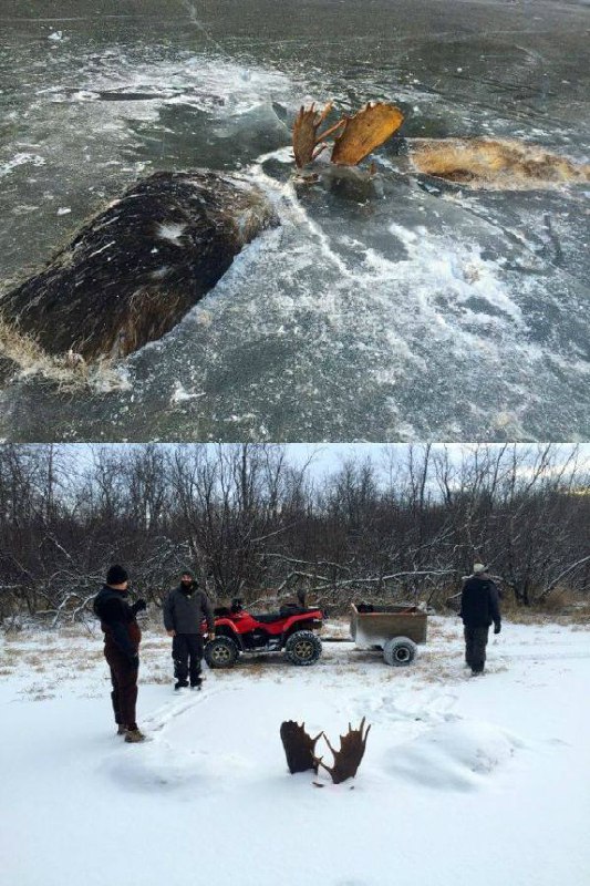 توی آلاسکا دو تا گوزن پیدا کردن که توی درگیری و شاخ به شاخ، یخ زدن!twitter.com/arminoza/status/800068687625650176#انجماد📡 @VahidOnline