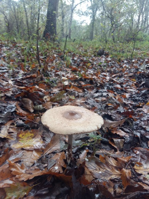 #قارچtwitter.com/zat_ara/status/799930056730546176/#ططط📡 @VahidOnline