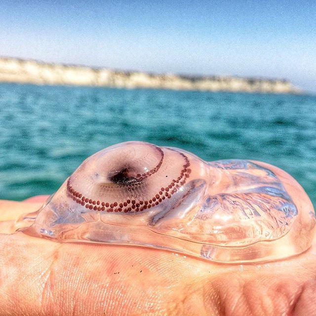 Vahid Online وحید آنلاین