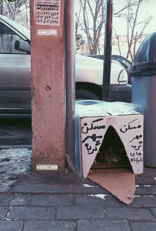 #مسکن_مهر گربه‌ها در #تبریزawomanofwordes