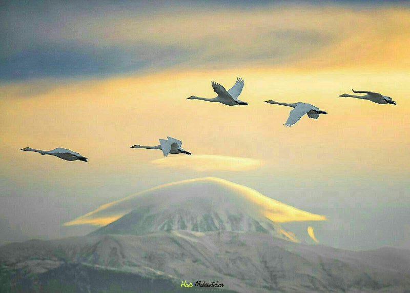 تا حالا #دماوند رو‌ از زاویه دیگه دیده بودید؟پرواز قوهای مهاجر ونمای زیبای دماوندعکس