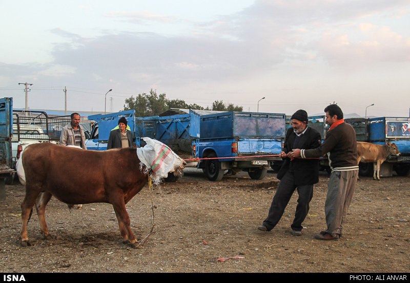 حقوق حیوانات در ایران