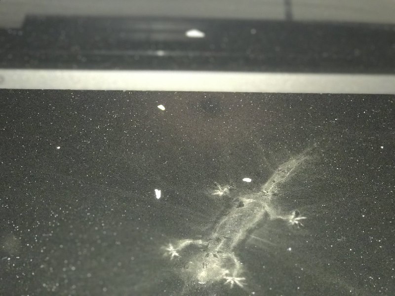 بعد از یک هفته مسافرت و بازگشت به خونه، با این صحنه‌ی جالب از #مارمولک_هنرمند روبرو شدیم! جای بدن گچیش افتاده رو میز تلویزیونMilaadISM