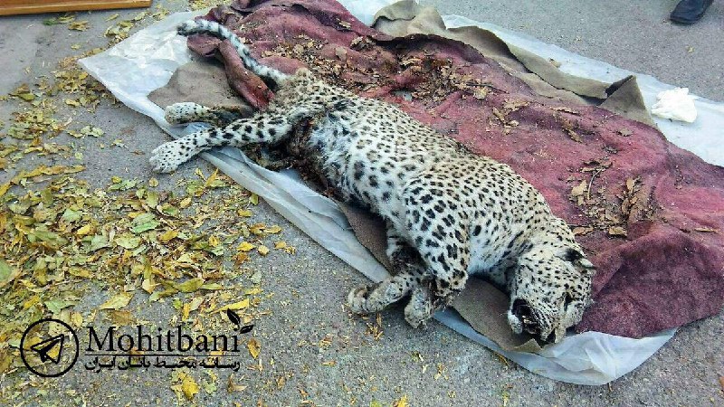 جسد یک #پلنگ ایرانی روز جمعه در منطقه طارم سفلی #قزوین توسط محیط بانان کشف شد که به نظر می رسد به ضرب گلوله کشته شده باشد. 1mohitban