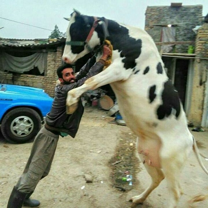 #گاو است دیگر گاهی دلش #بغل می‌خواهد .balabeik