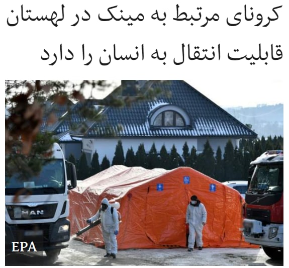 وزارت کشاورزی #لهستان تایید کرده که یک نوع ویروس #کرونا در مزرعه پرورش #مینک (از خانواده راسوها) در این کشور شناسایی شده که قابلیت سرایت به انسان را دارد.بر اساس این گزارش، نمونه های کشف شده از این ویروس، از نوع جهش یافته در دانمارک نیست و ویژگی های ژنتیکی کرونای انگلیسی، آفریقای جنوبی و یا برزیلی را ندارد.این خبر، نگرانی ها از گسترش‌ این بیماری را افزایش داده است.لهستان با بیش از ۳۵۰ مزرعه پرورش مینک، یکی از بزرگترین صنایع پرورش مینک در جهان را داراست.مقامات گفته اند که تمامی نزدیک به ۶ هزار مینک موجود در این مزرعه از بین برده شده است.شیوع گونه ای از کرونا مرتبط با مینک در دانمارک که بزرگترین تولید کننده پوست این حیوان است، باعث شد که دولت در سال گذشته دستور کشتار ۱۷ میلیون مینک را در آن کشور صادر کند.bbcpersian📡 @VahidOnline