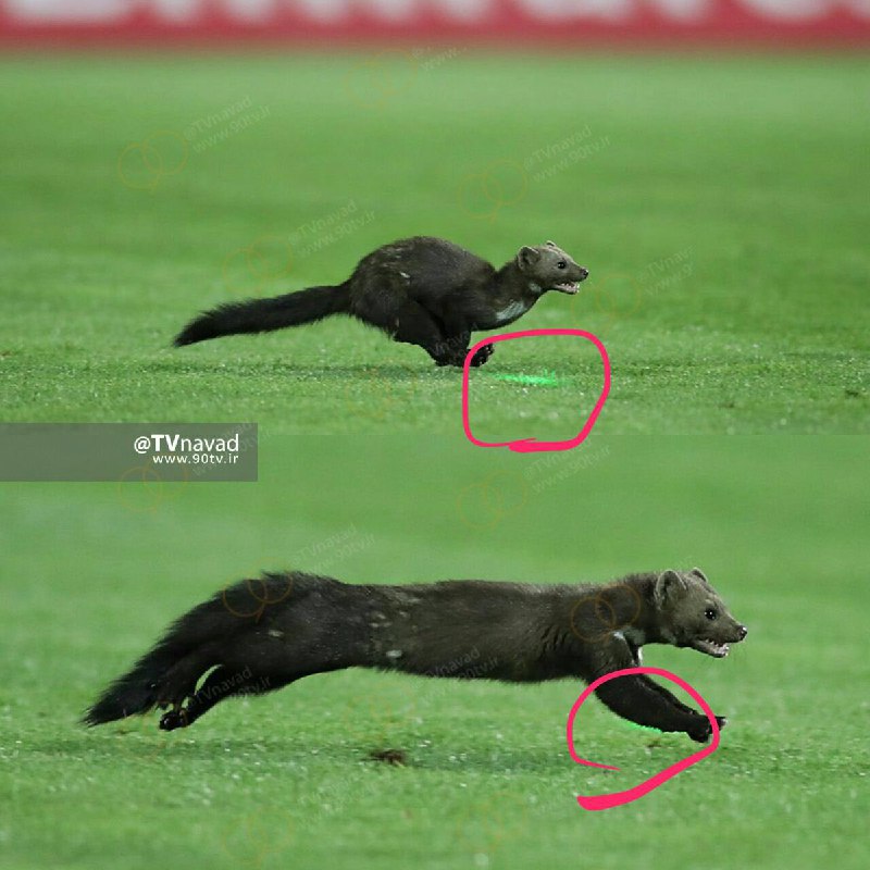 اگر #سمور ی با سرعت نور هم وسط استادیوم بدود مردانی از سرزمین پارس آن را با #لیزر نشان نیروهای امنیتی میدهندhaji_1900