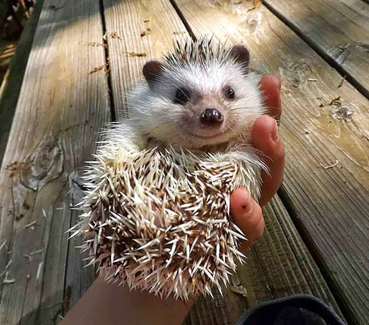 وقتی مهربونی ولی خارداری itsjustrozhiina