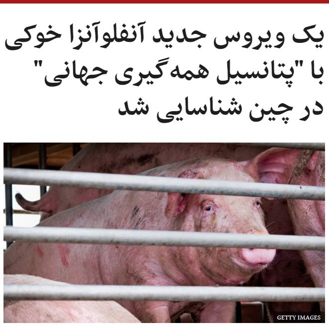 محققان در #چین می‌گویند یک #ویروس جدید از رشته ویروس‌های #آنفلوآنزا در میان خوک‌ها ظهور کرده است که امکان سرایت آن به انسان‌ها هم وجود دارد.آنها گفته‌اند این ویروس آنفلوآنزا 