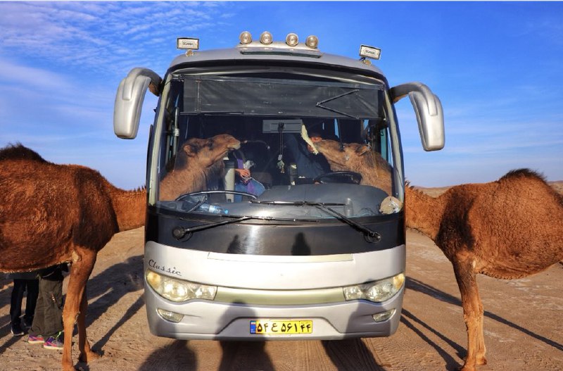 شترهای گرسنه کویر #مرنجابreyhane_joulaei