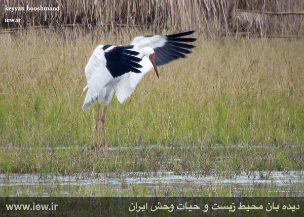 SadraMohaqeq t.co/GwPnJ5V0m5bahmandaroshafa vhdo.nl/2fyw2Raپدیده غریبیه.آخرین بازمانده یک جمعیت بزرگ. هرسال تنها چندهزار کیلومتر رو میادوبرمیگردهچه اسم قشنگی هم روش گذاشتن