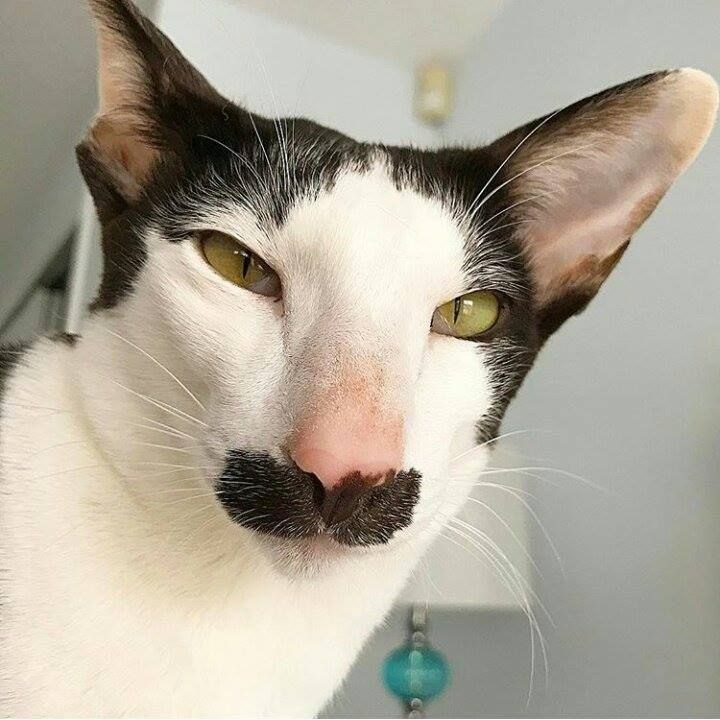 #بوفون بعد از گذاشتن #سیبیل!mahmo0210