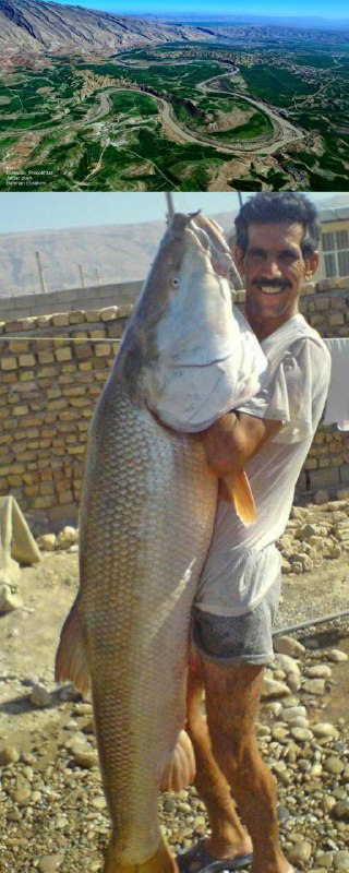 Hassanvand