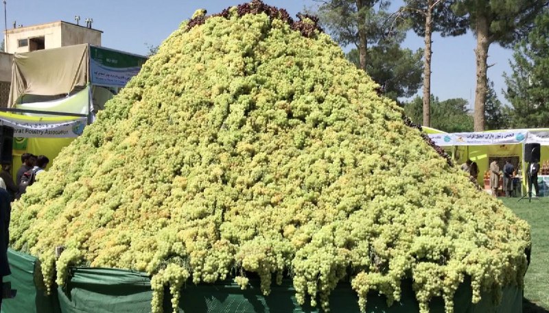 فصل #انگور در #هراتthehassank