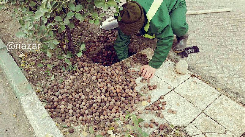 ‌انبار #گردو ی یکی از موش‌های ساکن ناحیه دو منطقه هشت شهرداری تهران!parhiz