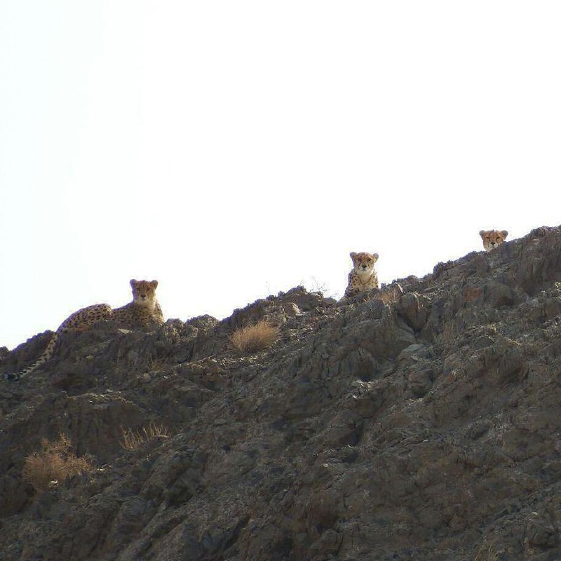 ثبت تصویری خاص از سه #یوزپلنگ در #توران #شاهروداحمدرادمان رئیس #پارک_ملی_توران این سه قلاده #یوزپلنگ_آسیایی را دیروز مشاهده و عکاسی کرده است. 1mohitban