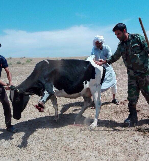 imanpaknahad