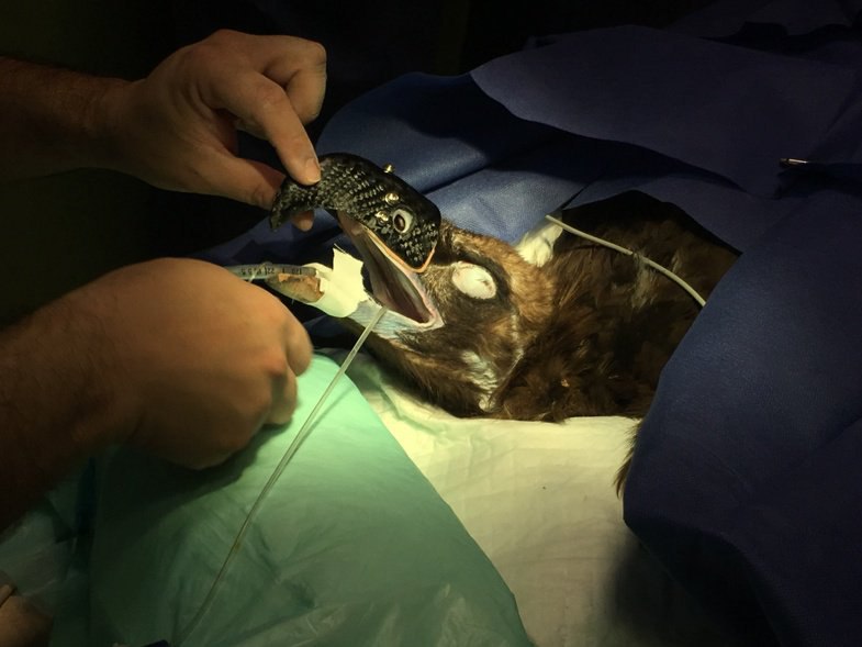 برای یک #کرکس که منقارش شکسته بود، پروتز گذاشتند. نه در امریکا و اروپا، در بیمارستان مرکزی دامپزشکی ایران خودمون HRMirzadeh