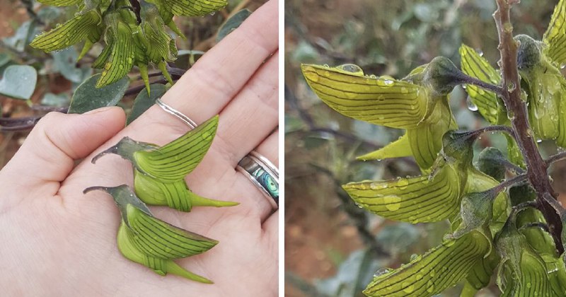 برگ‌های این #گیاه عجیب شبیه #پرنده هستن، خیلی باحالناسم علمیش اینه Crotalaria cunninghamiiRaziehIبومی استرالیاست، بهش birdflower هم میگن. گل‌هاش دقیقا شکل مرغ مگس‌خوار می‌مونه و حقیقتا جالبه 😍Nessnghwikipedia - reddit📡 @VahidOnlineبرگ‌های این #گیاه عجیب شبیه #پرنده هستن، خیلی باحالناسم علمیش اینه Crotalaria cunninghamiiRaziehIبومی استرالیاست، بهش birdflower هم میگن. گل‌هاش دقیقا شکل مرغ مگس‌خوار می‌مونه و حقیقتا جالبه 😍Nessnghwikipedia - reddit📡 @VahidOnline