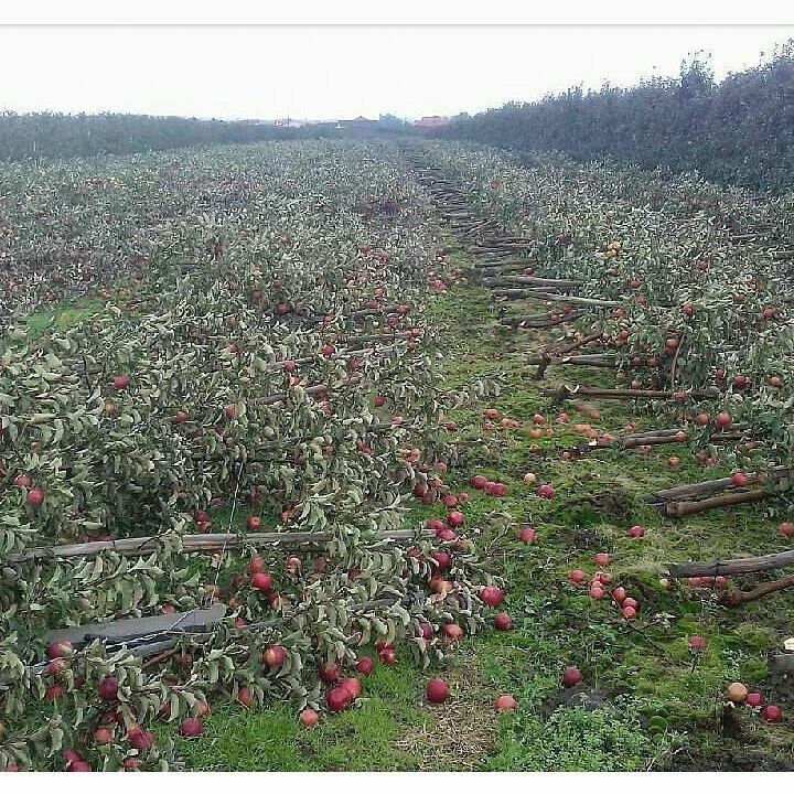 یک کشاورز بخاطرفروش نرفتن محصولاتش تمامی #درختان_سیب را قطع کردanjoman_sabz t.co/7oNNC44zfGعکس رو #تسنیم در خبری مربوط به #مشگین‌شهر کارکرده ولی مطمئن نیستم راست باشه