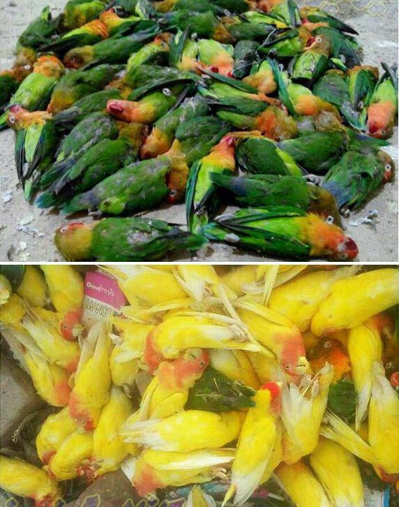 zahrakeshvariii