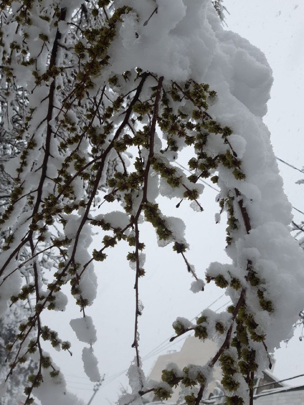 تصاویر دریافتی از شهروندان #بجنورد، #برف آخر سالی در خراسان شمالی!ویدیوی1️⃣