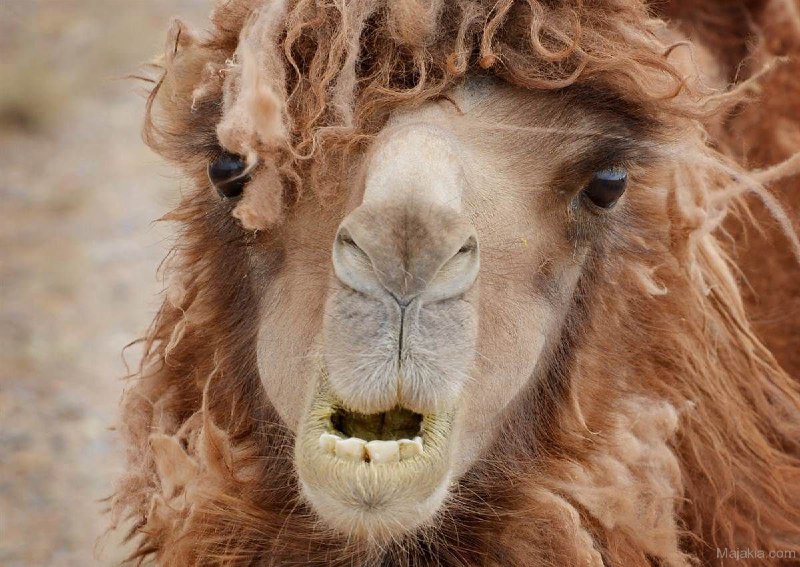 #وقتی دستت میخوره دوربین جلویی گوشی روشن میشهbalabeik