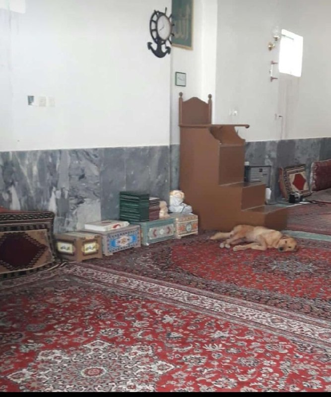 عکس روز - از حواشی سیل در خوزستان#با_حیوانات_مهربان_باشیم IRANIMALRIGHTSهر شب در #مسجدسلیمان بطور متوسط چهل و پنج #سگ [به دست شهرداری] با بی‌رحمی کشته می‌شدند. وقتی #سیل آمد، بعضی بندگان خدا دریافتند که رحمت او برای همه جانداران است مخصوصا آنهایی که به خانه‌اش پناه می‌برند. از این رو باورهای قدیمی را کنار گذاشتند تا یک صحنه عجیب ولی انسانی خلق و ثبت شود.BBCArdalanکامنت‌هایی هم اینجاست