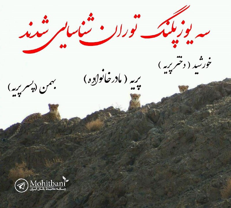 سه یوزپلنگی که دوازدهم آبان در پارک ملی #توران مشاهده شده بودند شناسایی شدند؛پریه