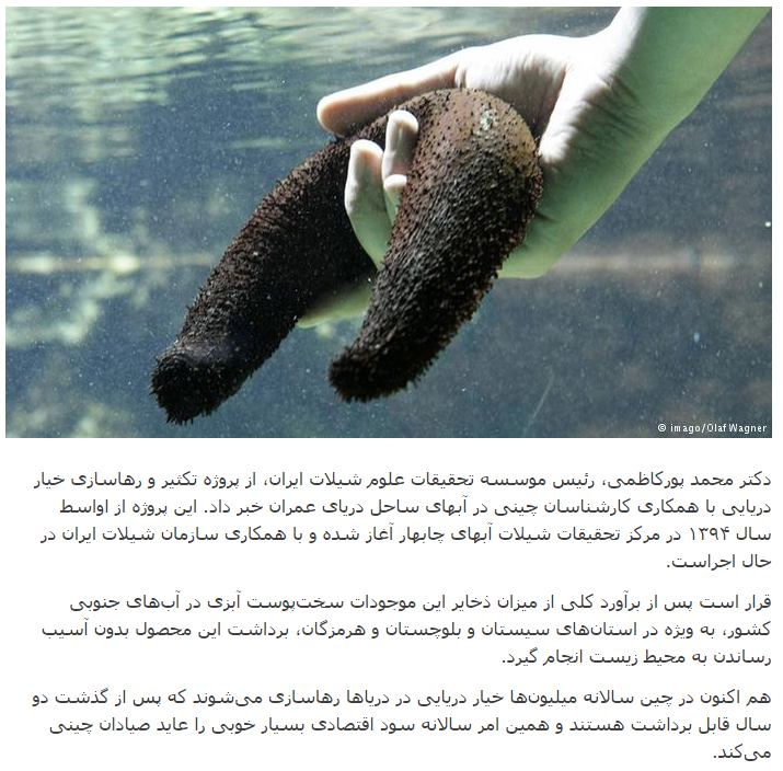 پرورش و صادرات خیار دریایی در #دریای_عمانdw_persian