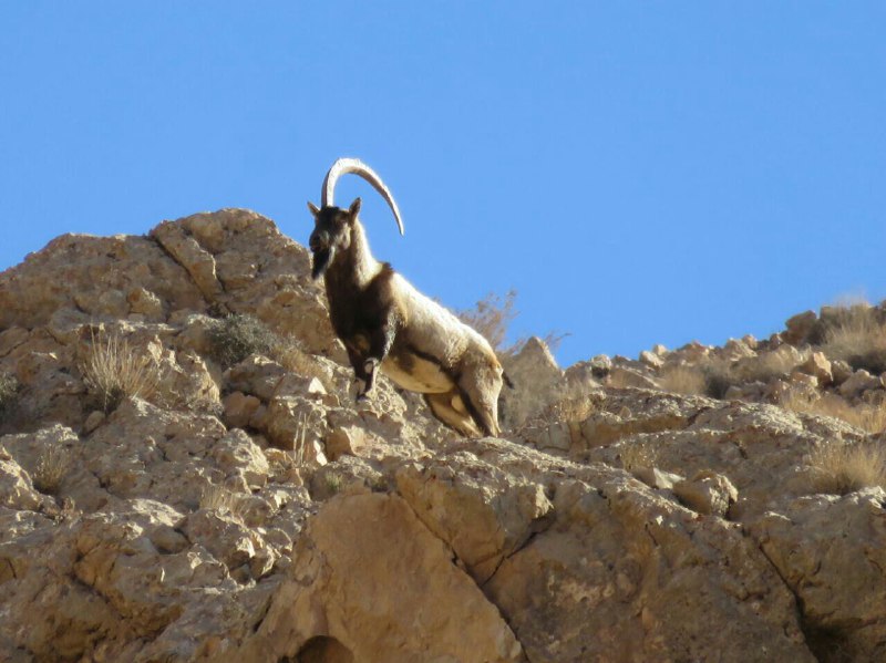 #کل_تک‌شاخاین عکس را محیط‌بان عباس اصغرزاده درمنطقه #شاسکوه #خراسان جنوبی گرفته. این #کل فقط در آذر ماه هر سال دیده می‌شودjavadheydarian