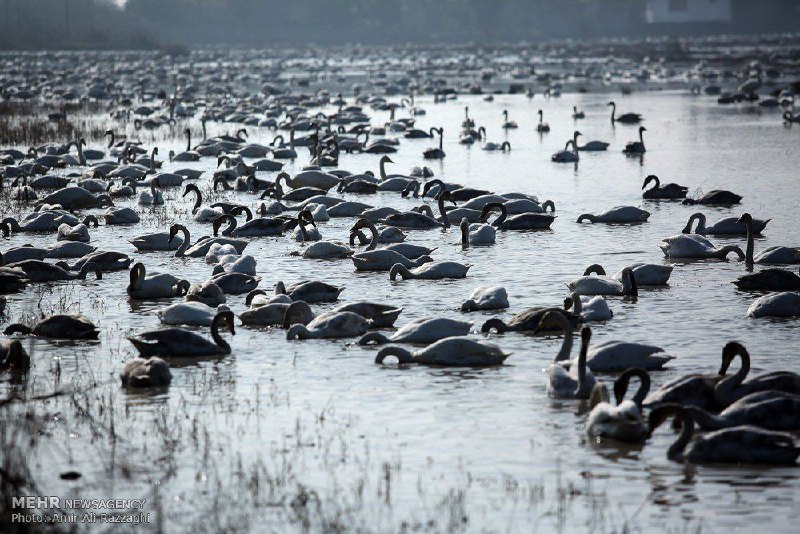 شالیزارهای #فریدونکنار، میزبان #قو های سیبریIranNewspaper