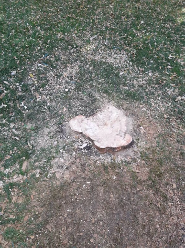 تنه درخت قطع‌ شده‌ای در پارک ملت #مشهد که یک هنرمند جوان تصویر محمدرضا #شجریان را پس از درگذشت او بر آن حک کرده بود، از بیخ بریده شد.فرزانه ابراهیم‌زاده، روزنامه‌نگار، با انتشار عکس‌هایی از قبل و بعدِ این تنه درخت، در توییتر نوشت هنرمندی که این یادبود را حکاکی کرده، گفته بوده این کار را با اجازه شهرداری و مسئولان پارک ملت انجام داده است. febrahimzade#احمد_نبی‌زاده، هنرمند صاحب این اثر، در اینستاگرام نوشت که در پاسخ به تقاضای او برای تحویل گرفتن اثرش «تهدید» شده است. او خطاب به مسئولان مرتبط نوشت که اثرش «اگر به هر جهت مناسب نبود با خود من هماهنگ می‌شد تا خودم برای جابه‌جایی‌اش اقدام می‌کردم، نه با سناریوهای مضحک بنده را احمق فرض کنند و با تهدید بنده را از حق خودم که داشتن محصول دست خودم هست، منع کنند». ahmad.nabizadeh.artRadioFarda_آپدیت