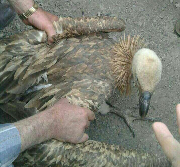 twitter.com/tousheh/status/740853746540908545درسه‌شنبه‌بازار #اشنویه این #کرکس نادر را برای فروش گذاشته بودن که ۲برادر آن را ۱۰۰هزارتومن خریدند وتحویل #محیط_زیست دادن📡 @VahidOnline#پرندگان #حیوانات