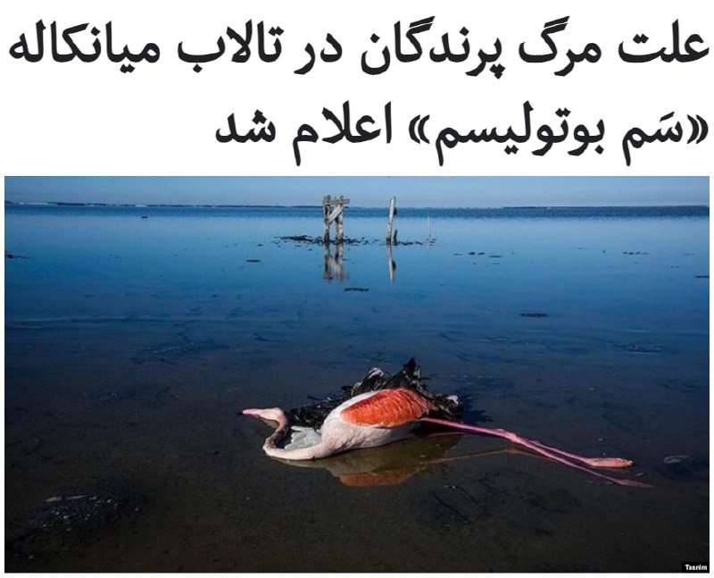 #سازمان_دامپزشکی ایران علت مرگ #پرندگان در تالاب میانکاله در استان #مازندران را «سم بوتولیسم» اعلام کرد.به گزارش ایسنا، بهمن نقیبی، معاون بهداشتی و پیشگیری سازمان دامپزشکی، روز جمعه، ۱۷ بهمن‌ماه، ضمن اشاره به افزایش آمار تلفات پرندگان در تالاب میانکاله گفت که پس از بررسی لاشه‌های پرندگان، ابتلای آن‌ها به آنفلوآنزای فوق حاد و نیوکاسل رد شد و علت مرگ آن‌ها مانند سال گذشته #سم #بوتولیسم است.به گفته آقای نقیبی، عقب‌نشینی آب در تالاب میانکاله شرایط ایجاد سم بوتولیسم را فراهم کرده و اگر این تالاب احیا نشود، تلف شدن پرندگان ممکن است سال‌ها تکرار شود.اواخر دی‌ماه سال ۹۸ هم بیش از ۴۰ هزار پرنده در تالاب میانکاله تلف شدند و علت مرگ آن‌ها سم بوتولیسم اعلام شد.بوتولیسم، سمی است که توسط یک باکتری به نام کلستریدیوم بوتولینوم ایجاد می‌شود و پرندگان با بلع گیاهان یا حیوانات آلوده به این سم فلج شده و جان خود را از دست می‌دهند.RadioFarda_📡 @VahidOnline