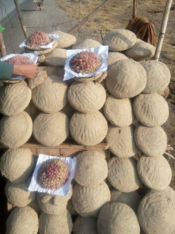 رفقامون تو شمال #افغانستان، #انگور رو توی گِل می‌گذارند و وقتی که فصلش نبود بازش می‌کنند تازه و خوشمزه می‌خورند و به این  کار #کنگینه می‌گنmr_banafsh