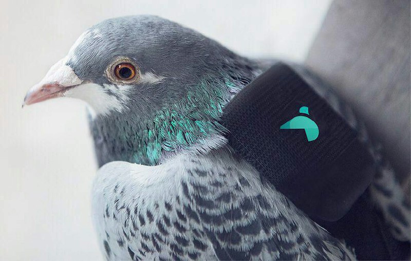 ۱۰ #کبوتر در انگلستان کوله‌پشتی می‌پوشند و گزارش #آلودگی_هوا ی شهر #لندن را در اکانت @.PigeonAir توییت می‌کنند.sahandiranmehr