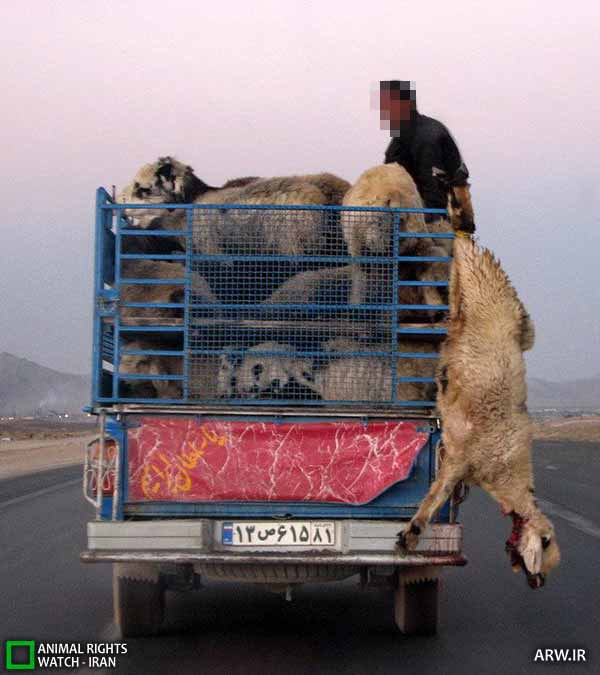 حقوق حیوانات در ایران