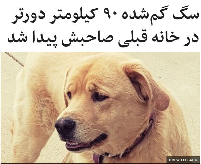 سگی که اوایل ژوئیه در ایالت کانزاس آمریکا گم شده بود، حدود نود کیلومتر دورتر و در خانه قبلی صاحبش پیدا شد.صاحب کلیو، که یک #سگ نژاد #لابرادور ۴ ساله است، ۱۲ ژوئیه اعلام کرد که او گم شده است. چند روز بعد سر و کله این سگ در ایوان خانه قبلی صاحبش در لاوسن میزوری پیدا شد.کالتون مایکل، صاحب جدید خانه به رسانه‌های محلی گفت که او و همسرش حدود دو سال پیش به این خانه اسباب‌کشی کرده‌اند. به گفته آقای مایکل، کلیو ابتدا از هرکسی که می‌خواست به او نزدیک شود، می‌ترسید و مضطرب بود.او به یک شبکه تلویزیونی محلی گفت