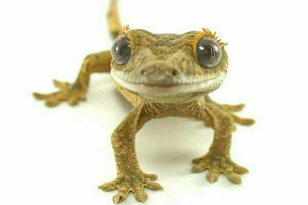 ‍ ۲۳ مرداد(14 Aug) #روزجهانی #مارمولک است.هیچ‌یک از گونه‌های مارمولک در ایران سمی نیستند و گونه خانگی، یکی از مفیدترین موجودات است. Fereshtetabani1