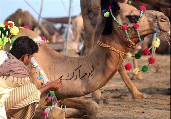 حقوق حیوانات در ایران