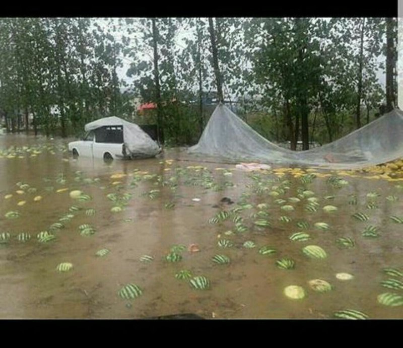 ️نابودی ۴ تن #هندوانه در بلوار دهگان #لنگرودjuristichms