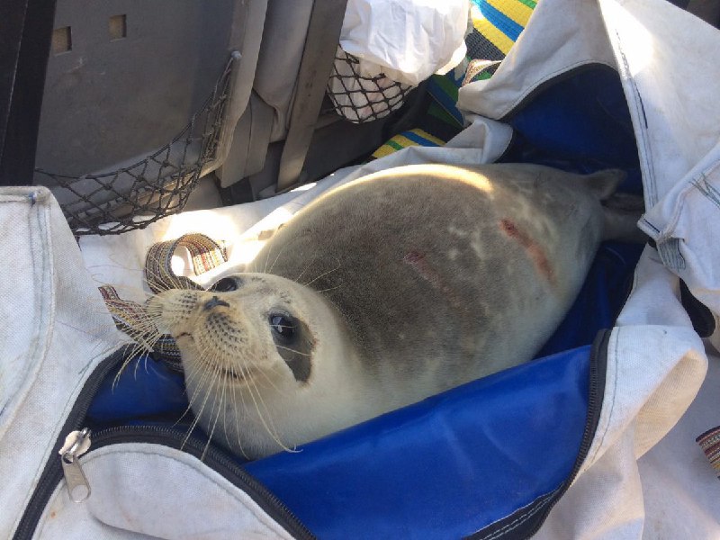 این #فوک در مرز ایران-ترکمنستان در تورهای ماهیان خاویاری گیر افتاده بود که به کمک ماهیگیران عزیز نجات پیدا کرد و تحویل گروه حفاظت از #فوک_خزری شد.Samanehfaezi