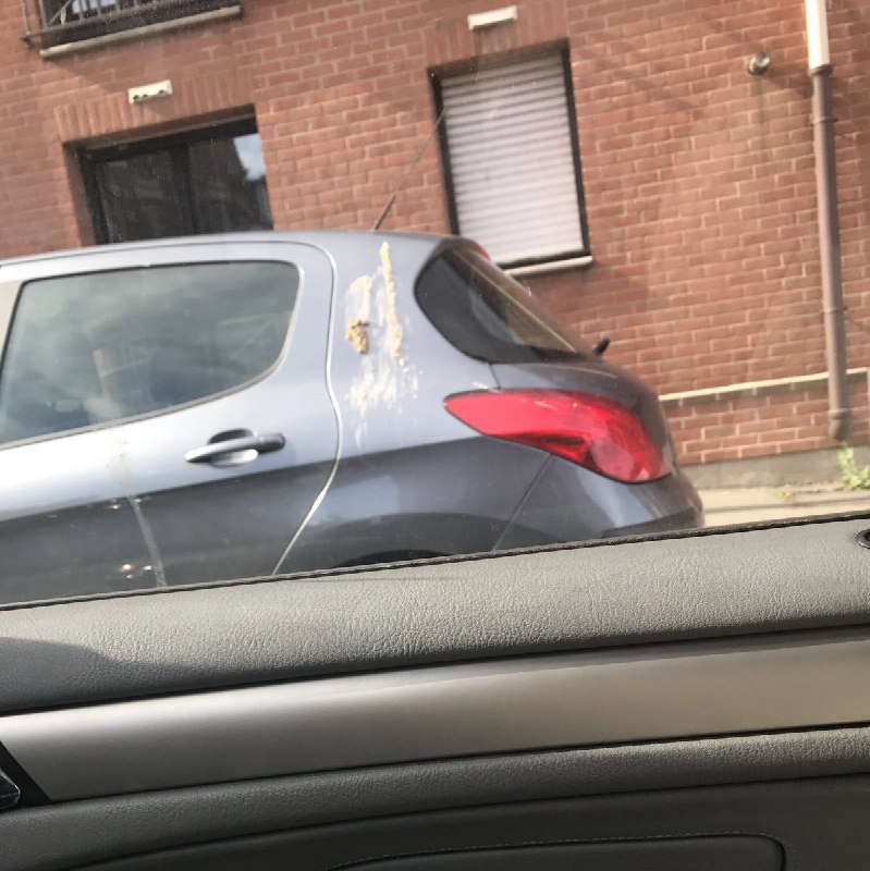 سند غیر قابل انکار وجود #کرگدن_پرنده.alireza_rezaei