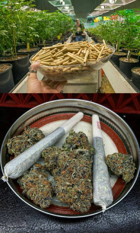 یک مزرعه #ماریجوآنا هم من کشف کردم توی اینستاگرام. البته قانونیه