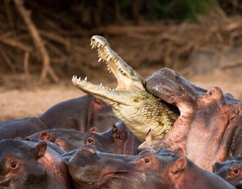 فکر می‌کردم #اسب_آبی یه تیکه گوشت سربه‌زیره!دیگه به کی میشه اعتماد کرد؟ 