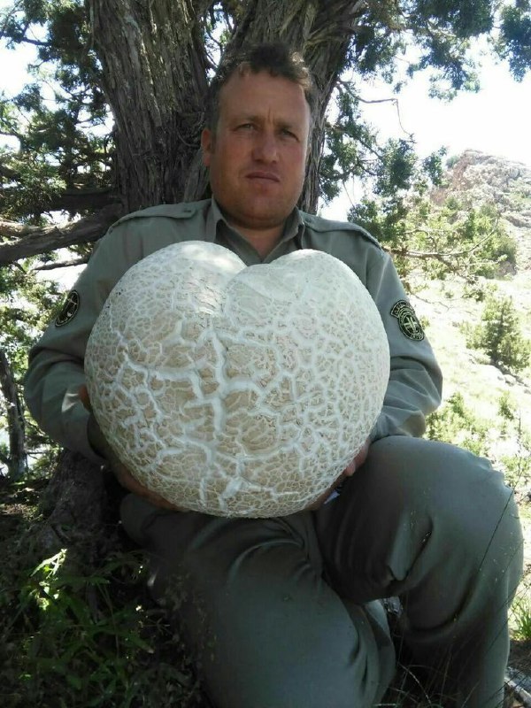 یک محیط بان