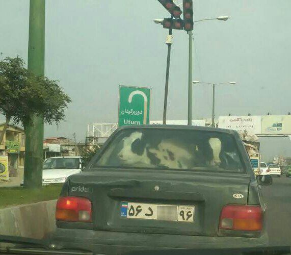 یه گاو داره با #پراید دو تا #گاو رو جابه‌جا می‌کنهmemol_777