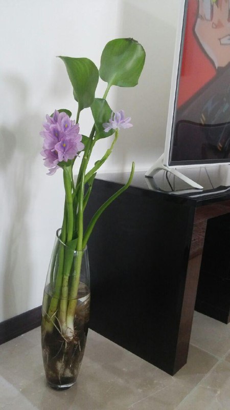 به خانواده‌ تون بسپرید از این #گل ها که اخیرا کنار خیابون به وفور می‌فروشند به‌هیچ‌وجه نخرندHaghverdi1355