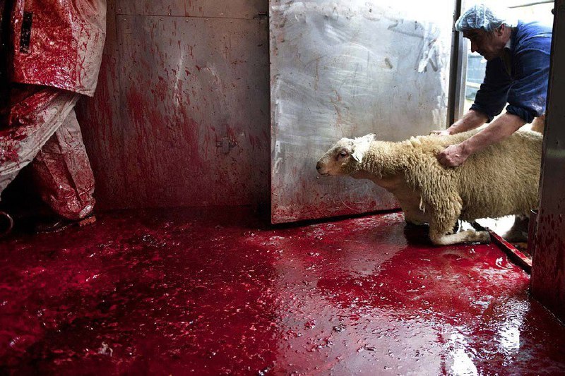 حقوق حیوانات در ایران